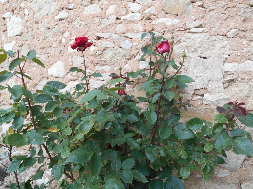Le Mas Des Baux Bedoin Exterior photo